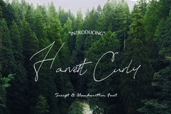 How Harvest Curly Gave My Small Business a Brand Identity That Feels Like Home